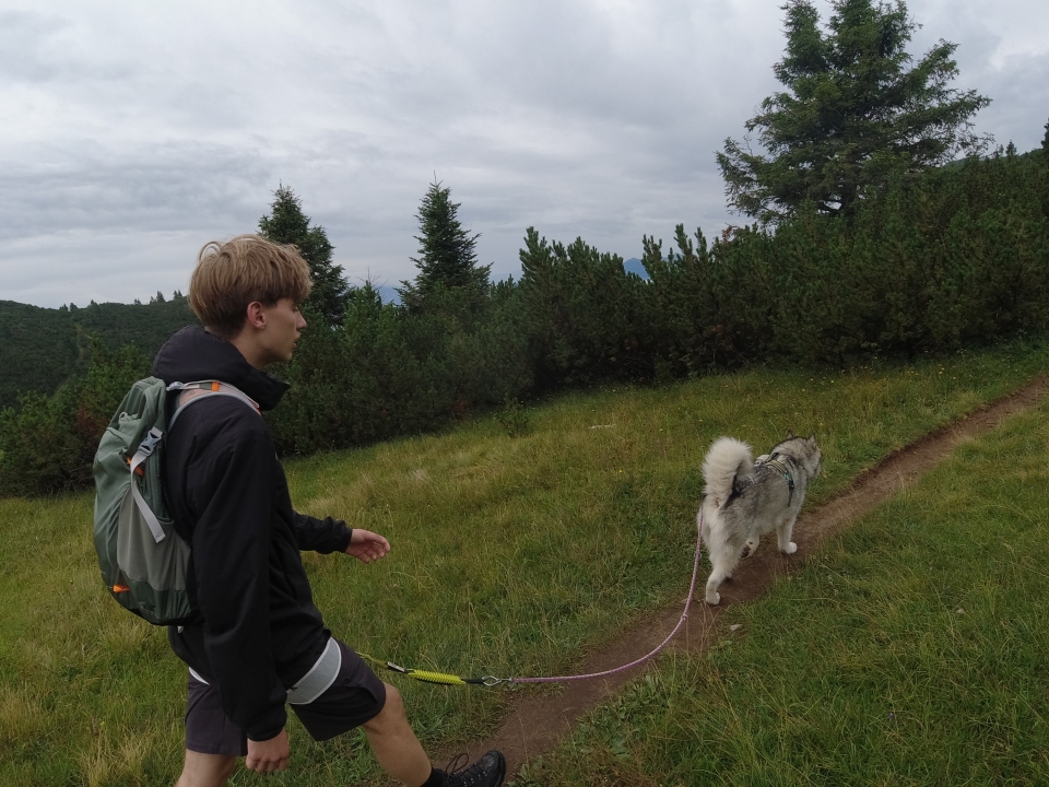 trineo jalado por perros en Trentino trineo jalado por perros en Trentino