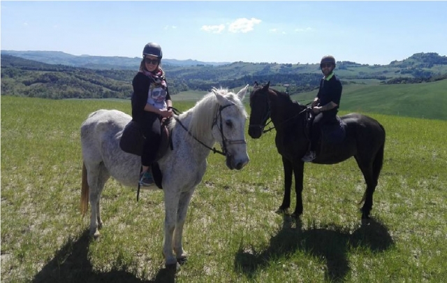  los caballos blancos y marrones en Volterra 