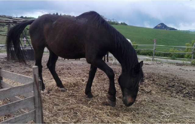  los caballos de nuestro centro en Volterra 
