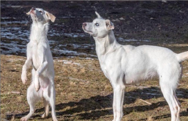  nuestros perros en lavarone 