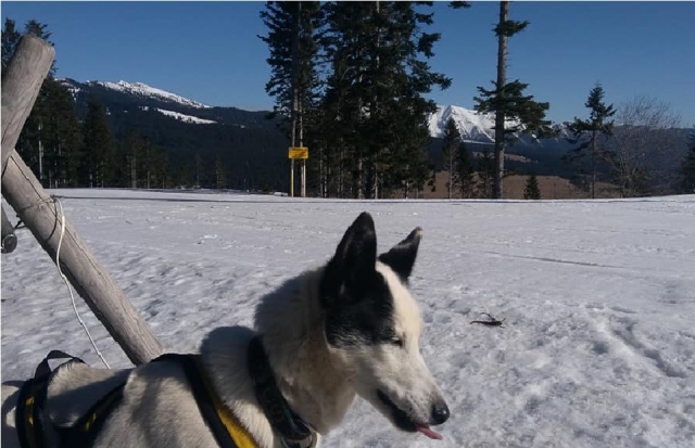 perro con la lengua fuera en Millegrobbe 