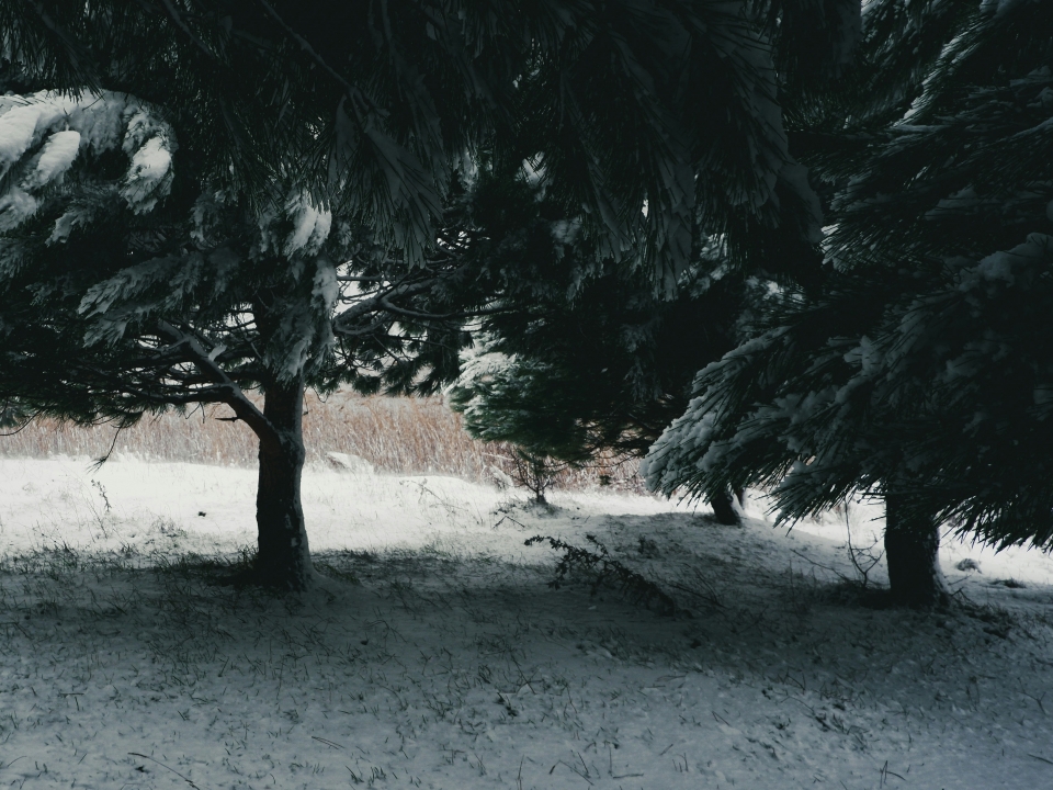  Entre pinos y hayas de la zona de Abetone 