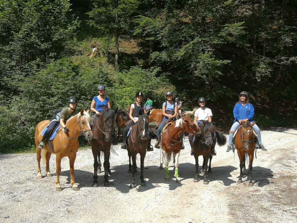 familia de caballos en mantua familia de caballos en mantua