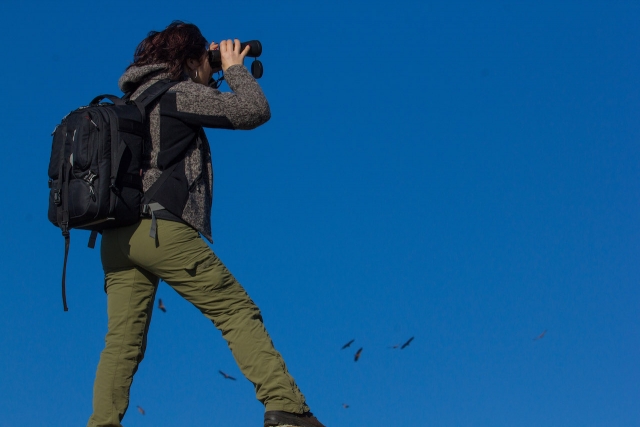  Observación cuatrimoto grifo 