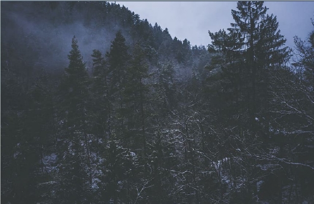  bosque de cretta de noche 
