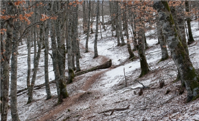  paisaje boscoso hacia campitellino 