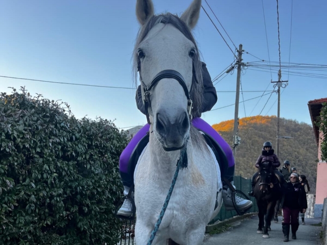  Nuestros caballos de paseo