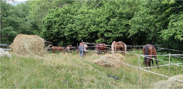 nuestra escuela de equitación en rieusted 