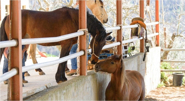  caballos amigables en rieusted 