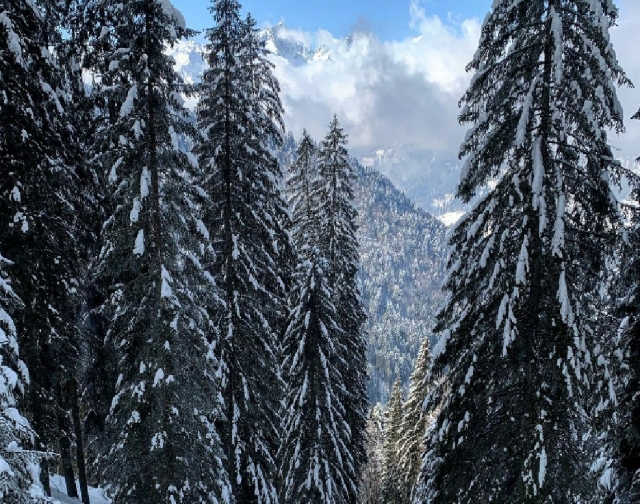  pinos llenos de nieve 