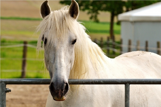 caballo de pelaje blanco