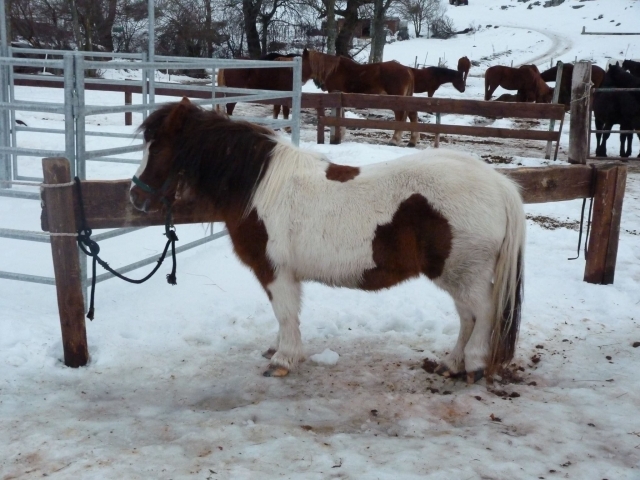  conoce nuestros caballos en ovindoli 