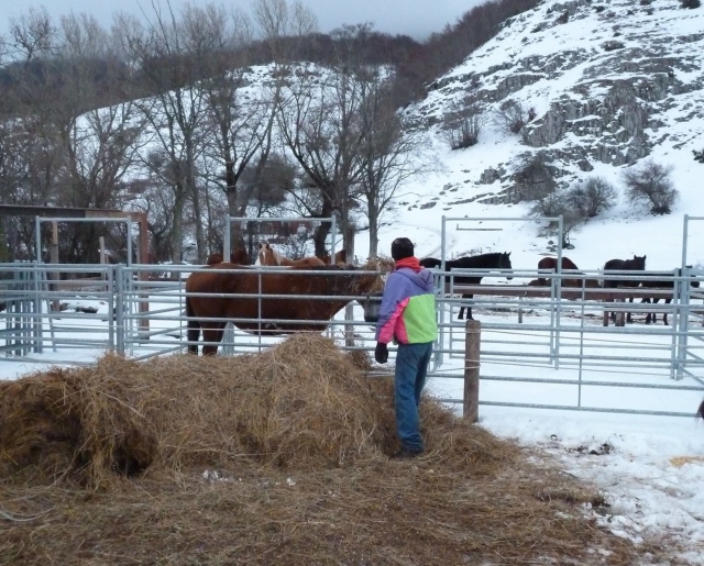  caballos de invierno en Ovindoli 