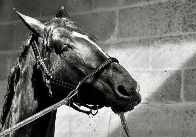  caballo blanco y negro preparado para la excursión 
