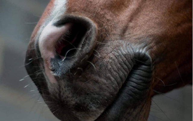  simpática carita de caballo marrón 