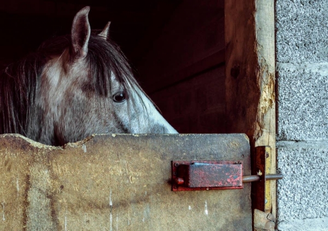 caballos de nuestra escuela de equitación para ir a Rivello 