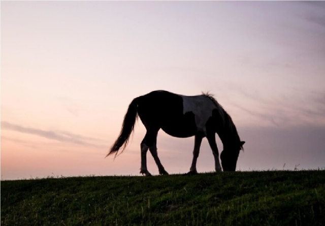  caballo de nuestra escuela de equitación maratea 
