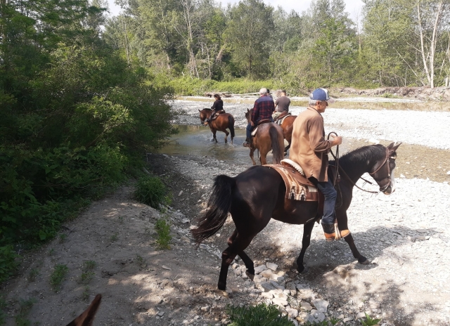  caballo cruzando la calle en Parma 