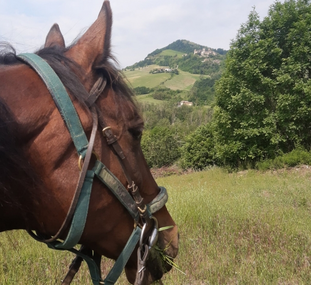  caballo de nuestra escuela de equitación esperándole 