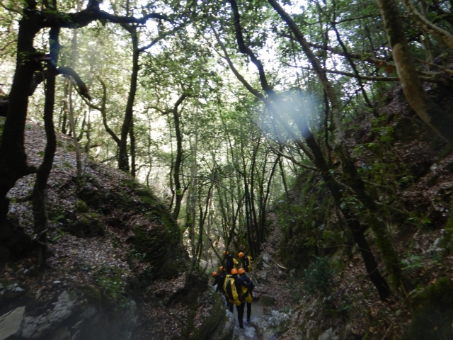  adentrarse en el bosque