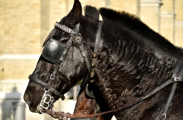  caballo negro de Murgese 
