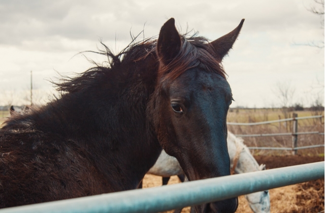  ojos del caballo de Murgese 