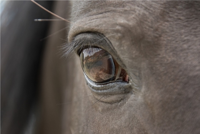  ojos del alma de un caballo 