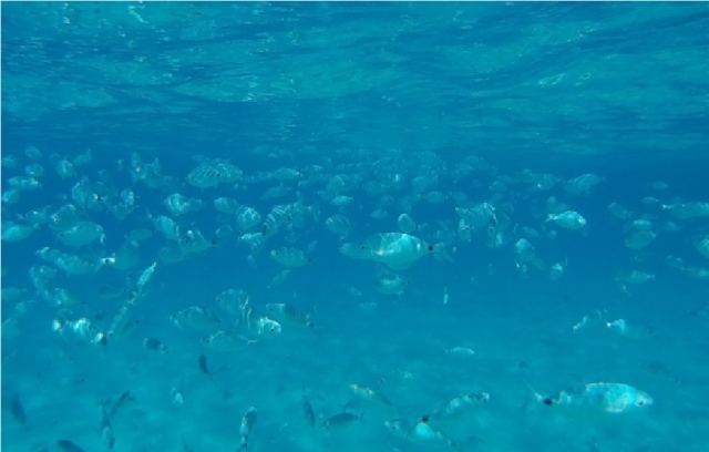  mire el pececito de tropea 