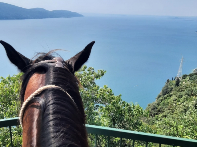  nuestros caballos te esperan 