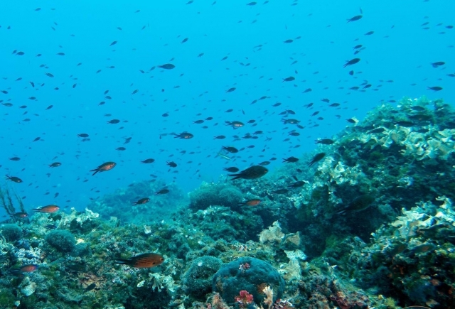 fondo marino de Garda