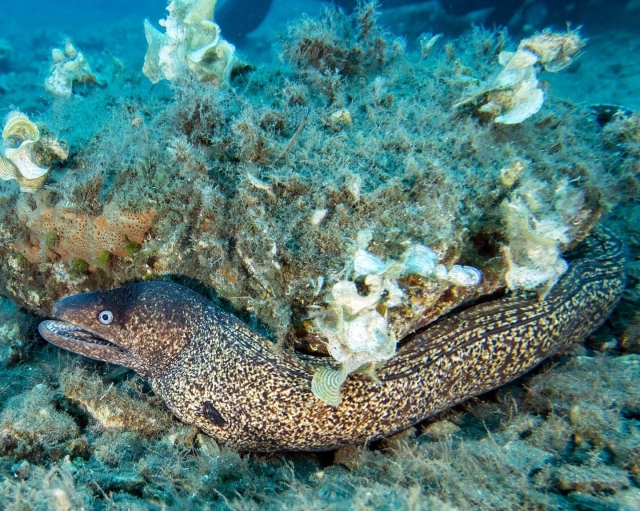 mire los animales del fondo marino de Garda