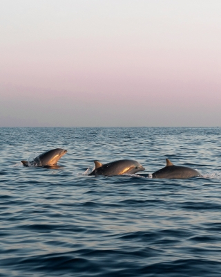 Tour al atardecer en Tabaccara con vista a los delfines 3h