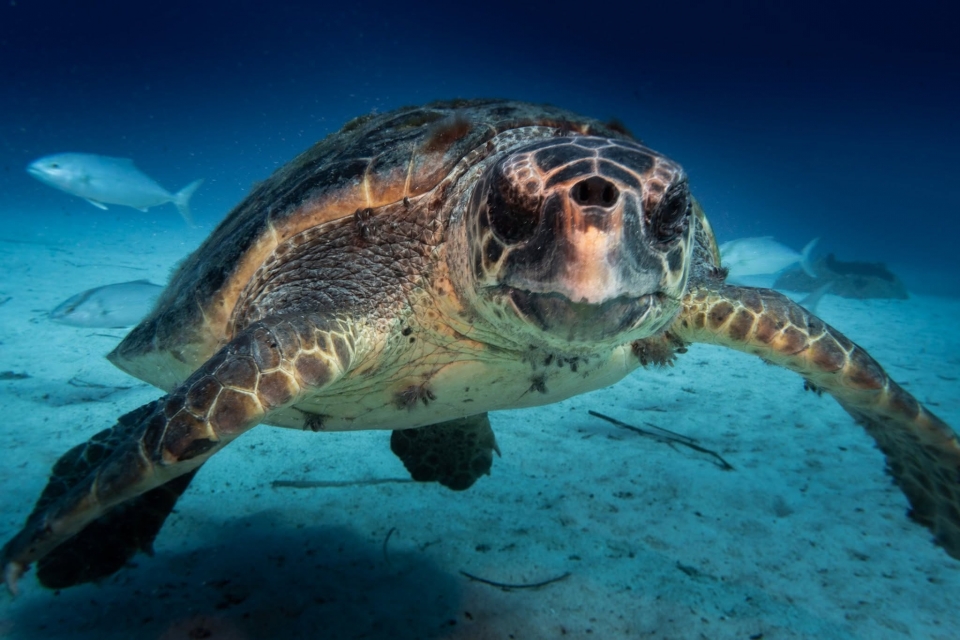  Tortuga Caretta 