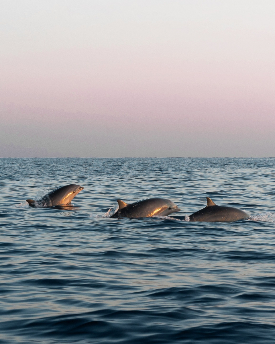  Delfines
