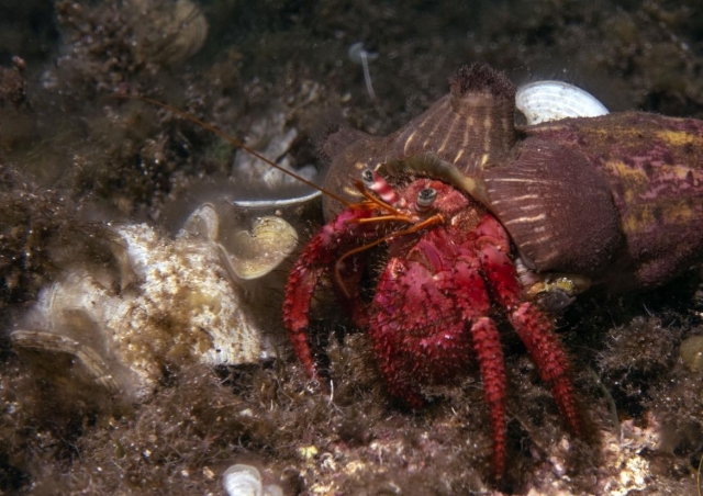  crustáceos del fondo marino 
