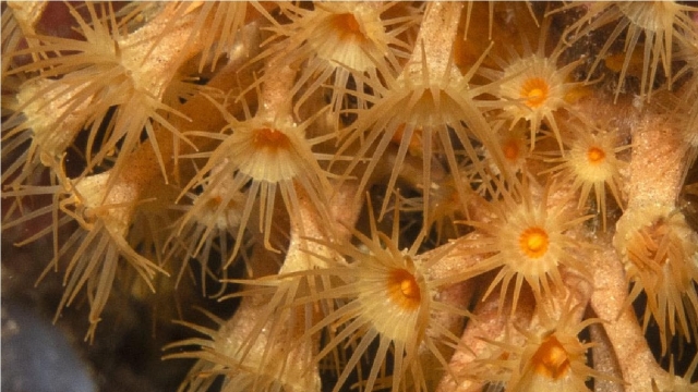  parecen flores de mar