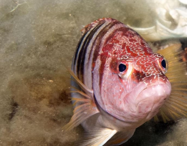 peces para encontrarnos en el bautismo