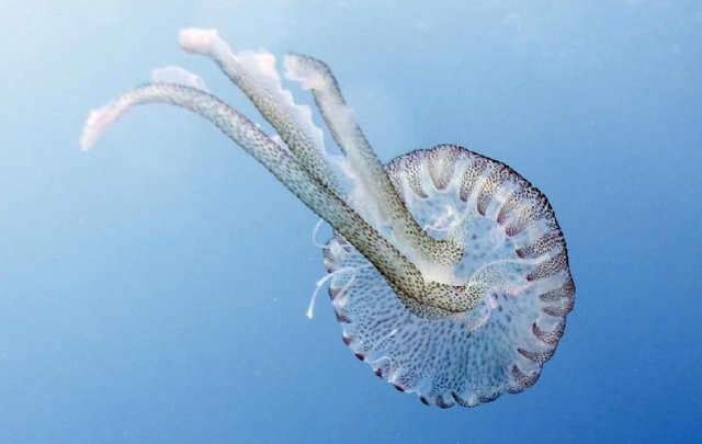 primer acercamiento a la belleza del mar