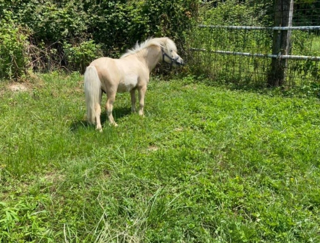 dudu recién llegado 