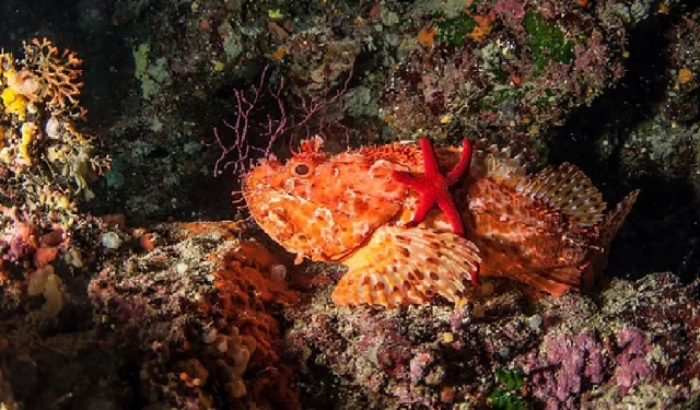  fondos marinos para descubrir con buceo 
