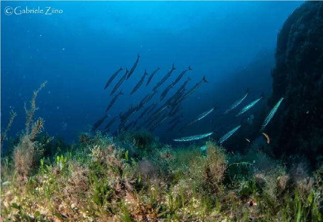 pequeños peces del fondo marino de porto ercole
