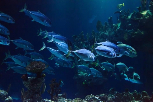  peces del mar de San Vito 
