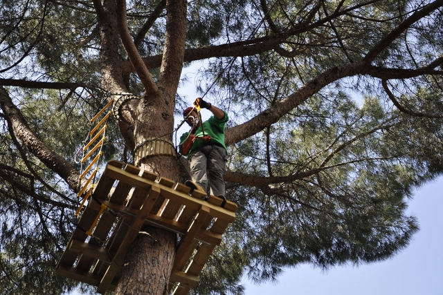  en el árbol 