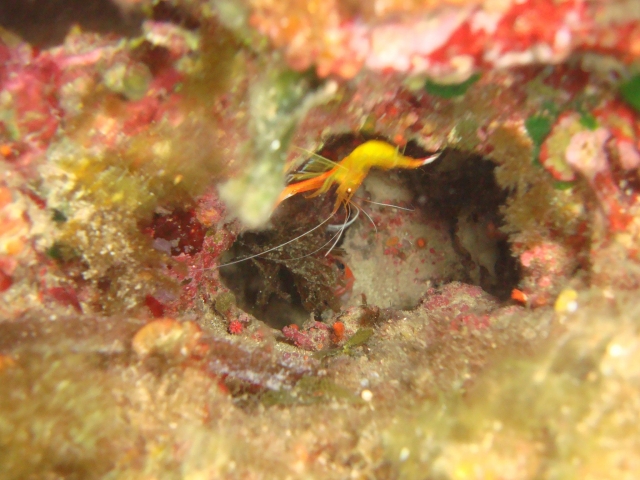  fauna marina
