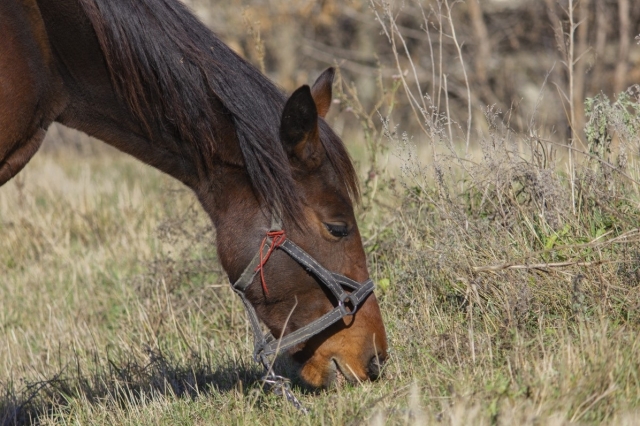 caballo y comida en beneveno 