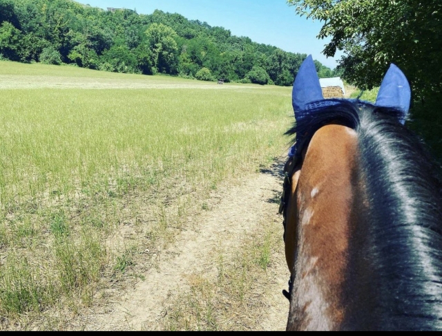 caballo 