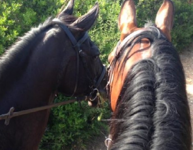  caballos listos para el bautizo 