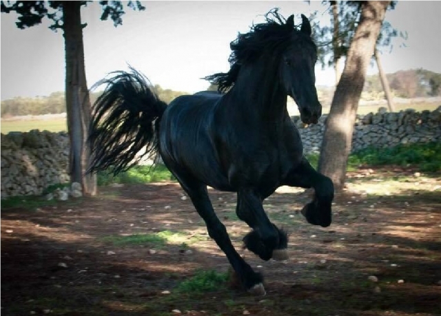 pbaños a caballo negro en Oria 