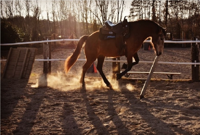  caballo de nuestra escuela de equitación en dovognano 