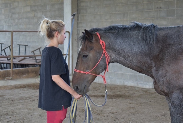  aprende a cuidar caballos en divignano 